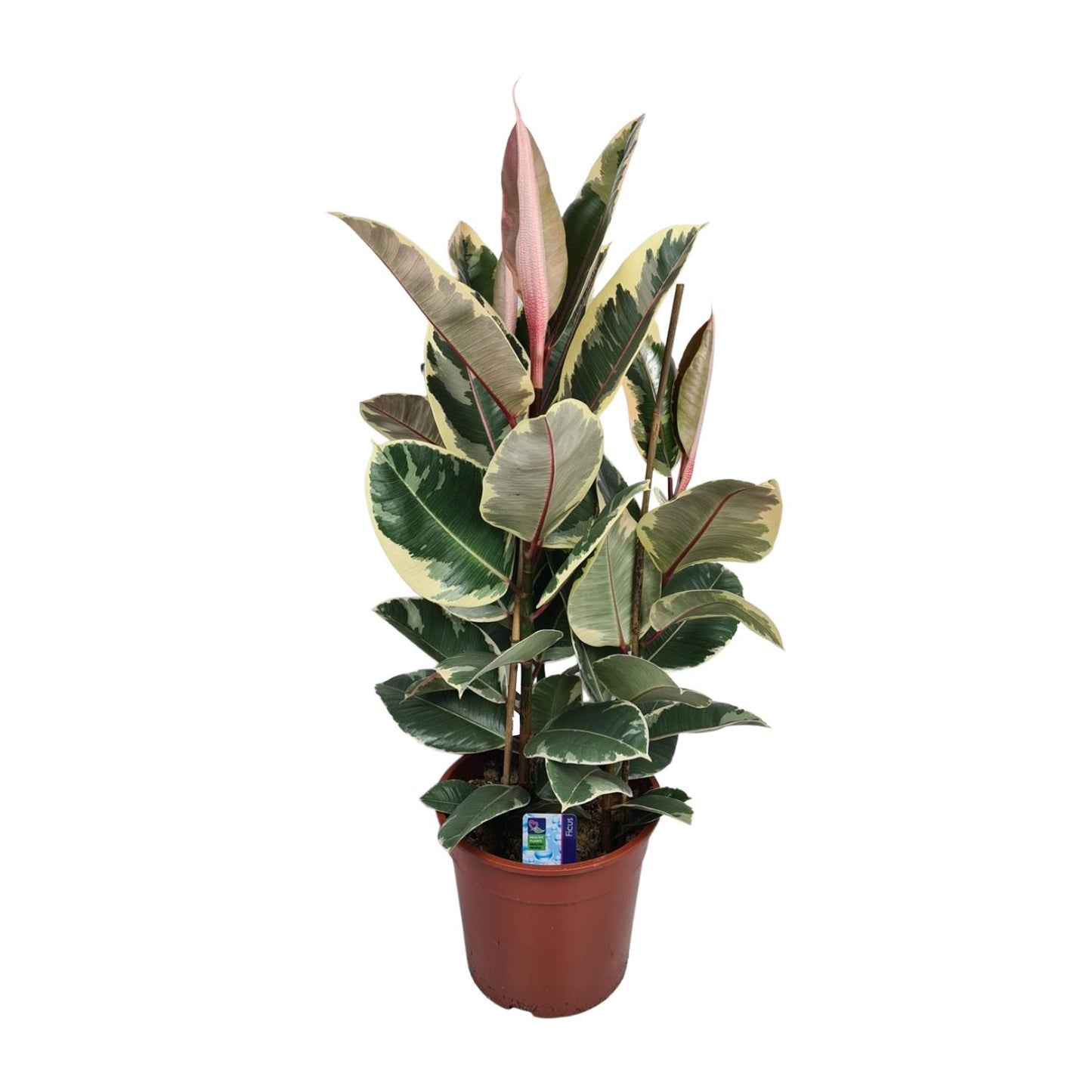 Ficus Elastica Tineke – Pflegeleichte, stilvolle Zimmerpflanze Ø27cm