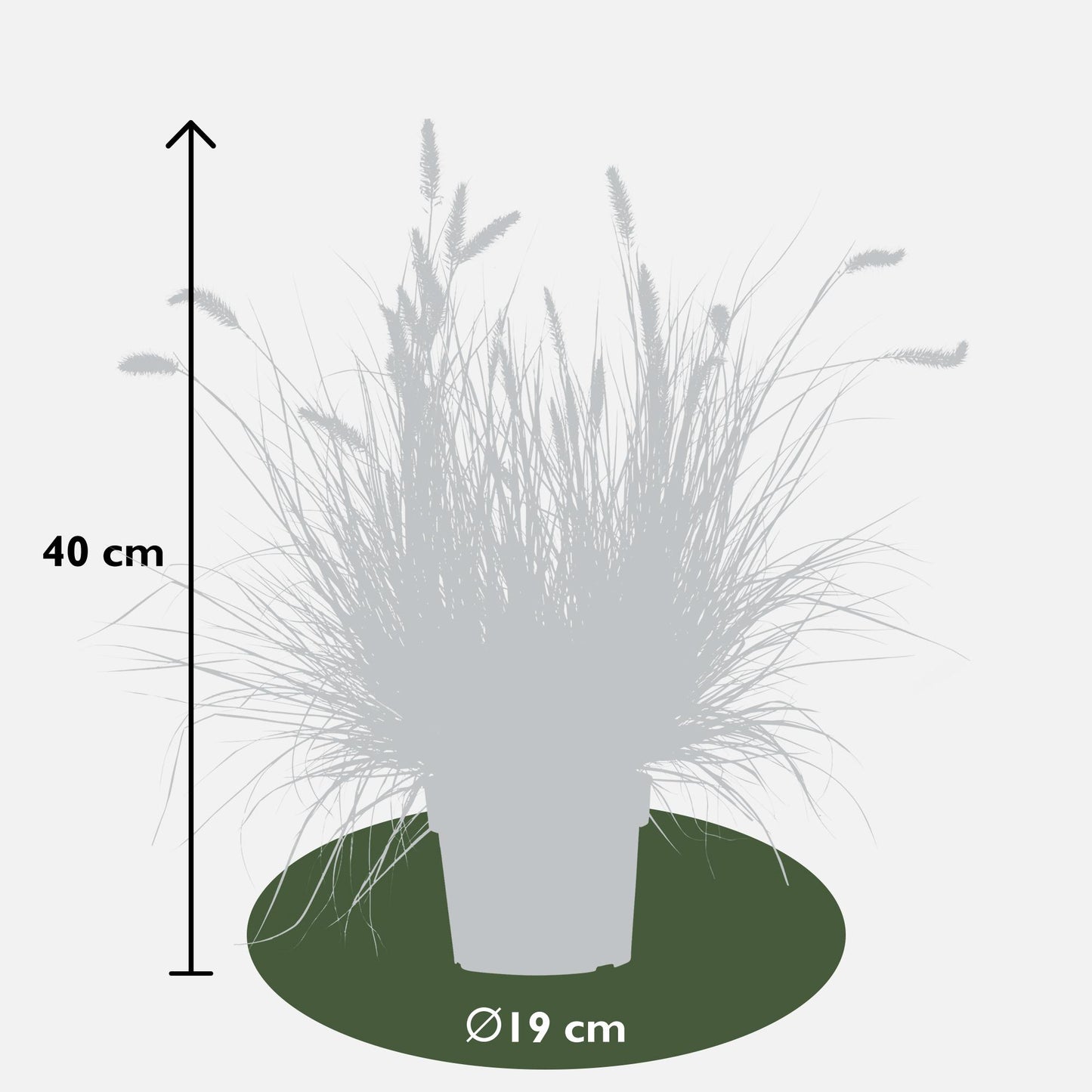 Pennisetum alopecuroides 'Hameln' – Kompaktes Lampenputzergras Ø19cm