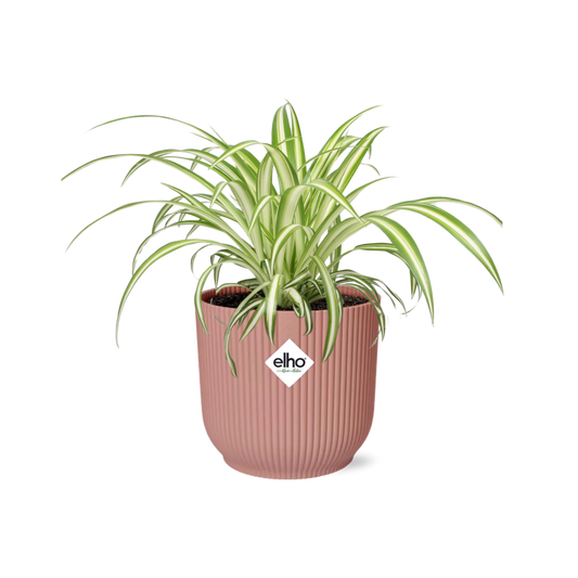 Chlorophytum Comosum Variegatum in ELHO Vibes Fold 14cm rosa