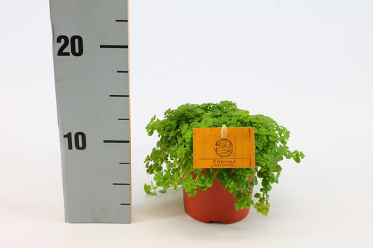 Pilea Depressa – Pflegeleichte Aluminium-Pflanze Ø12cm