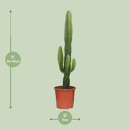 Euphorbia Acrurensis – Pflegeleichte Sukkulente Ø17cm