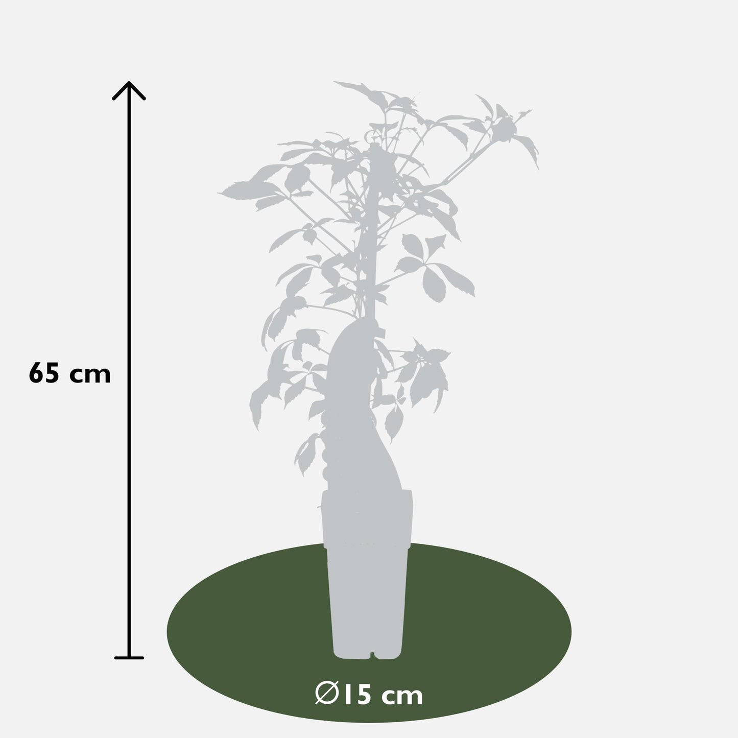 Parthenocissus henryana – Farbfrohe Kletterpflanze Ø15cm