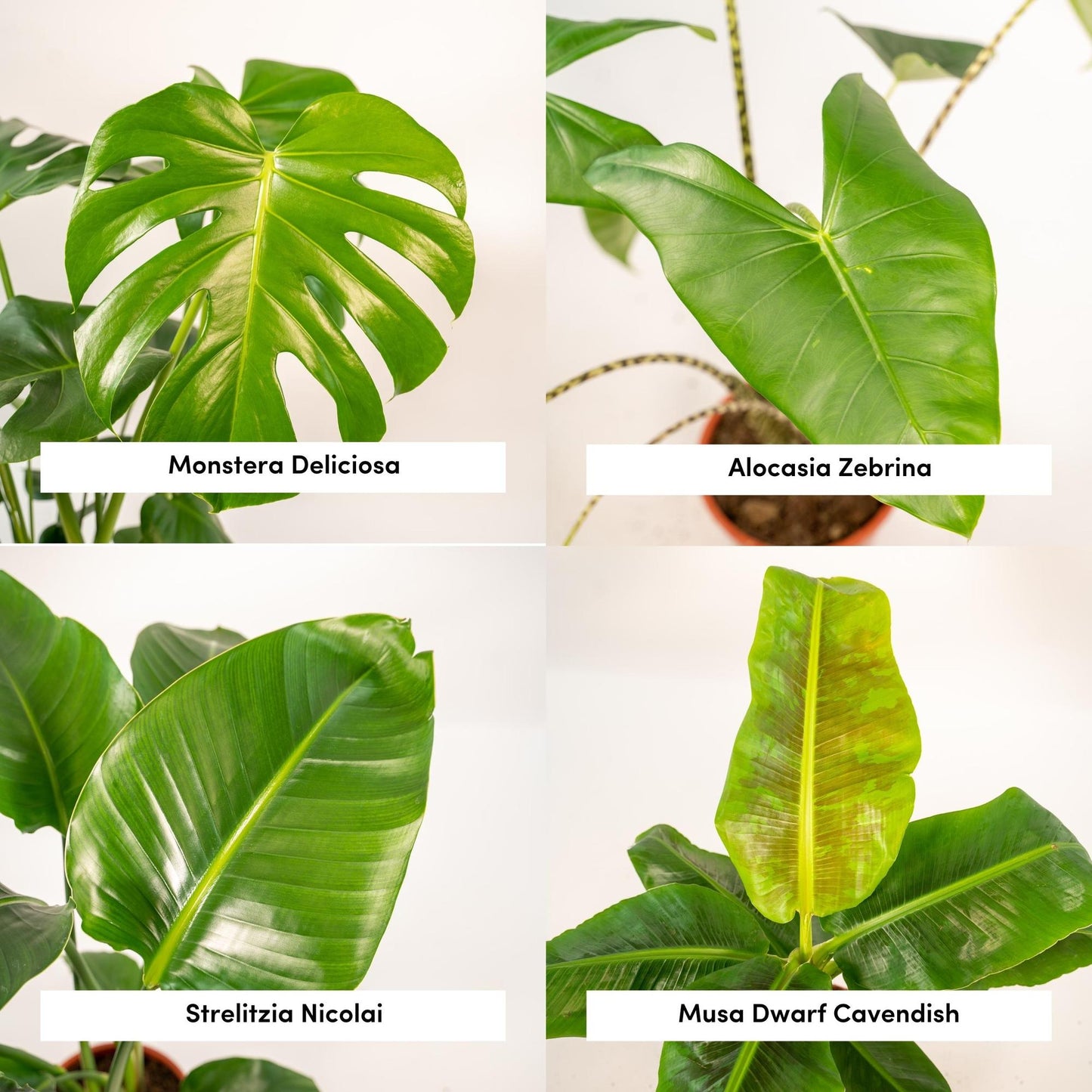 Exklusives Zimmerpflanzen-Set: Monstera, Alocasia, Strelitzia & Musa