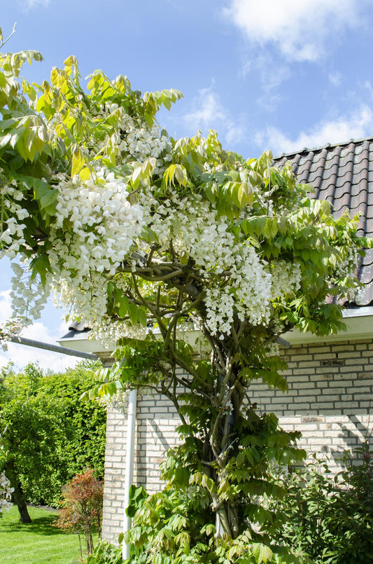Wisteria floribunda 'Longissima Alba' – Weißer Regen Ø15cm