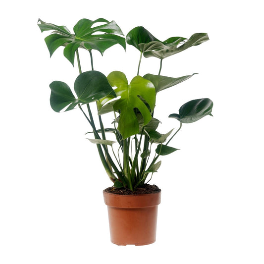 Monstera Deliciosa – Pflegeleichte XXL Zimmerpflanze Ø17cm