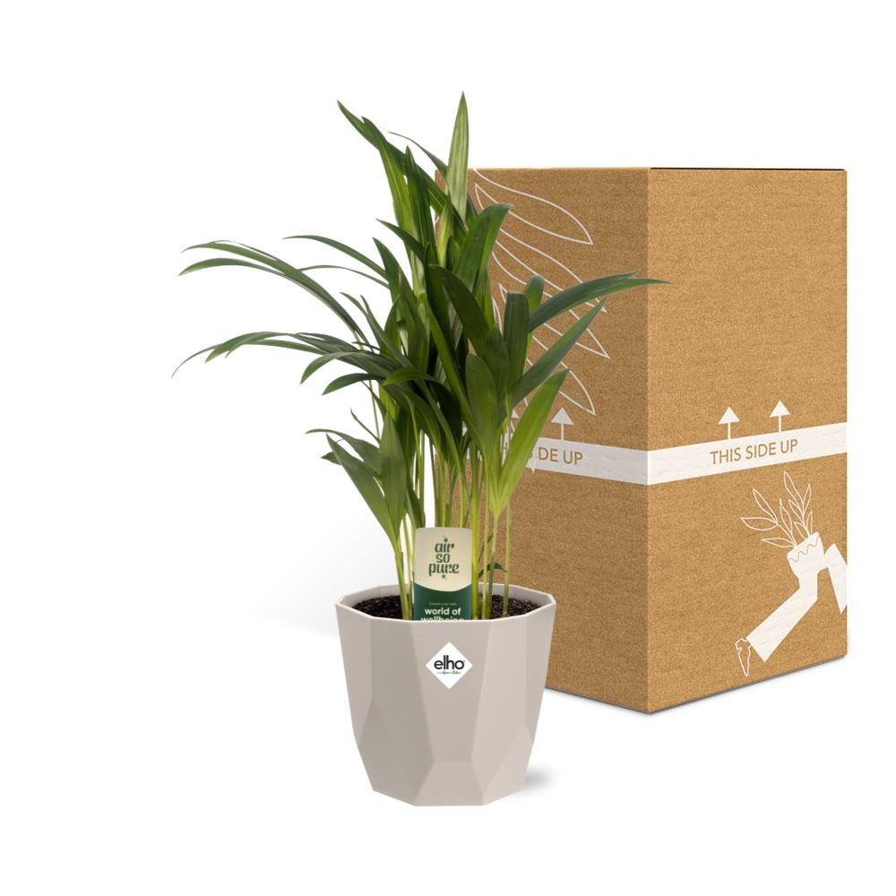 Dypsis Lutescens (Bambuspalme) 12cm in ELHO b.for rock 14 cm warm grey