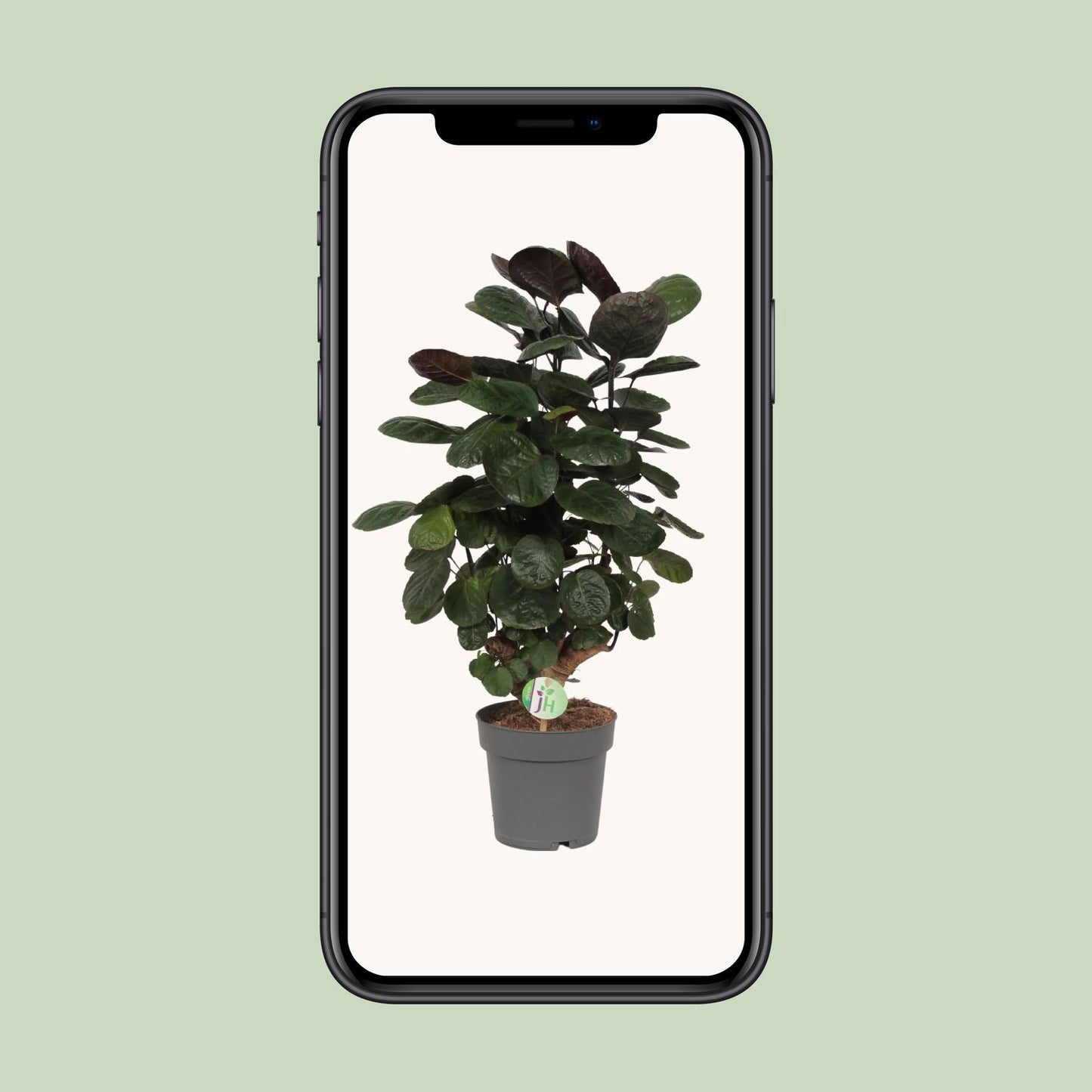 Polyscias scutellaria Fabian – Elegante Zimmerpflanze Ø19cm
