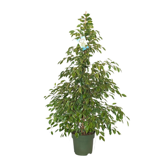 Ficus Benjamina Golden King – Pflegeleichter Blattschmuck Ø27cm