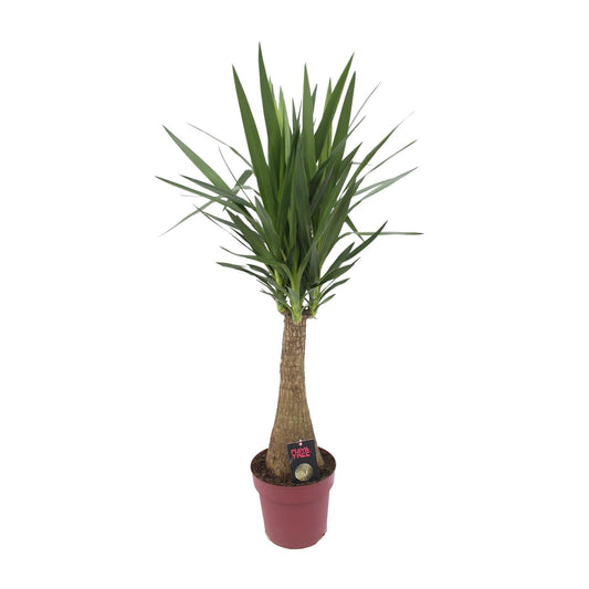 Yucca „Maya Tree“ – Pflegeleichte XXL-Zimmerpflanze Ø27cm, 110cm hoch