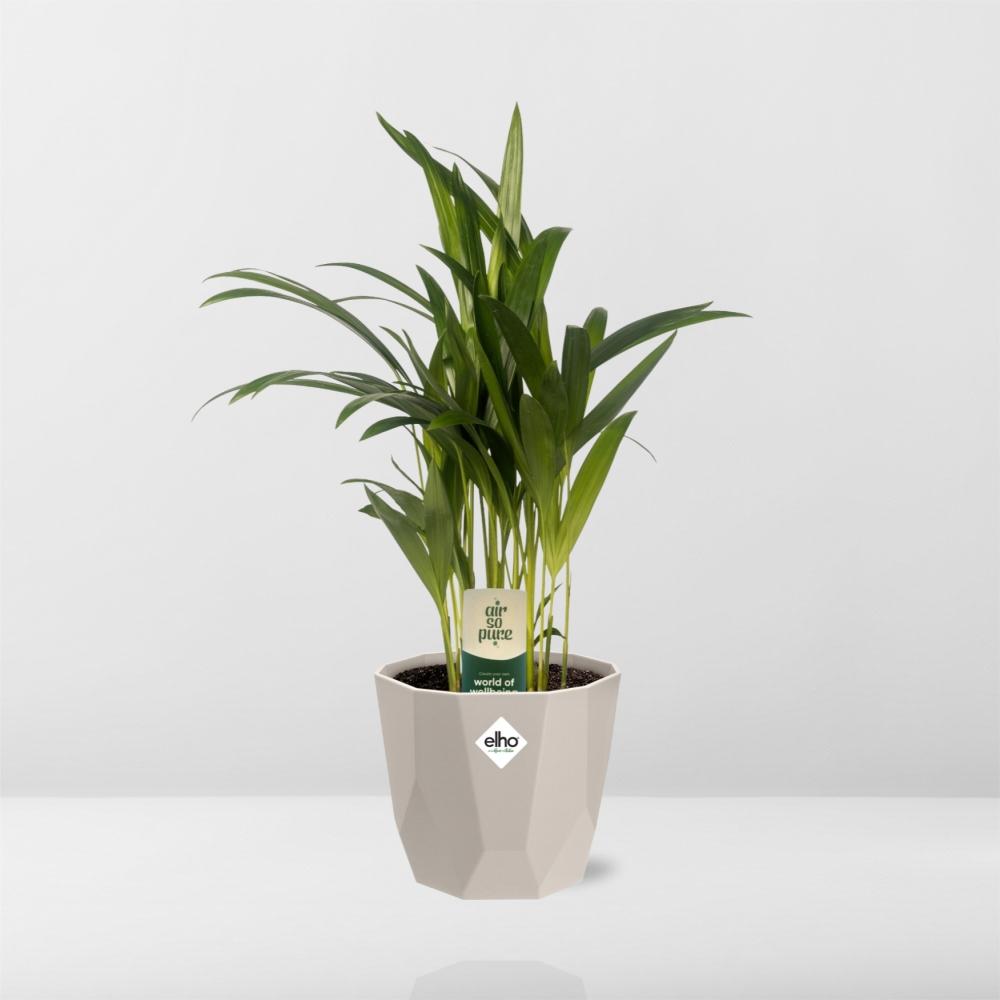 Dypsis Lutescens (Bambuspalme) 12cm in ELHO b.for rock 14 cm warm grey