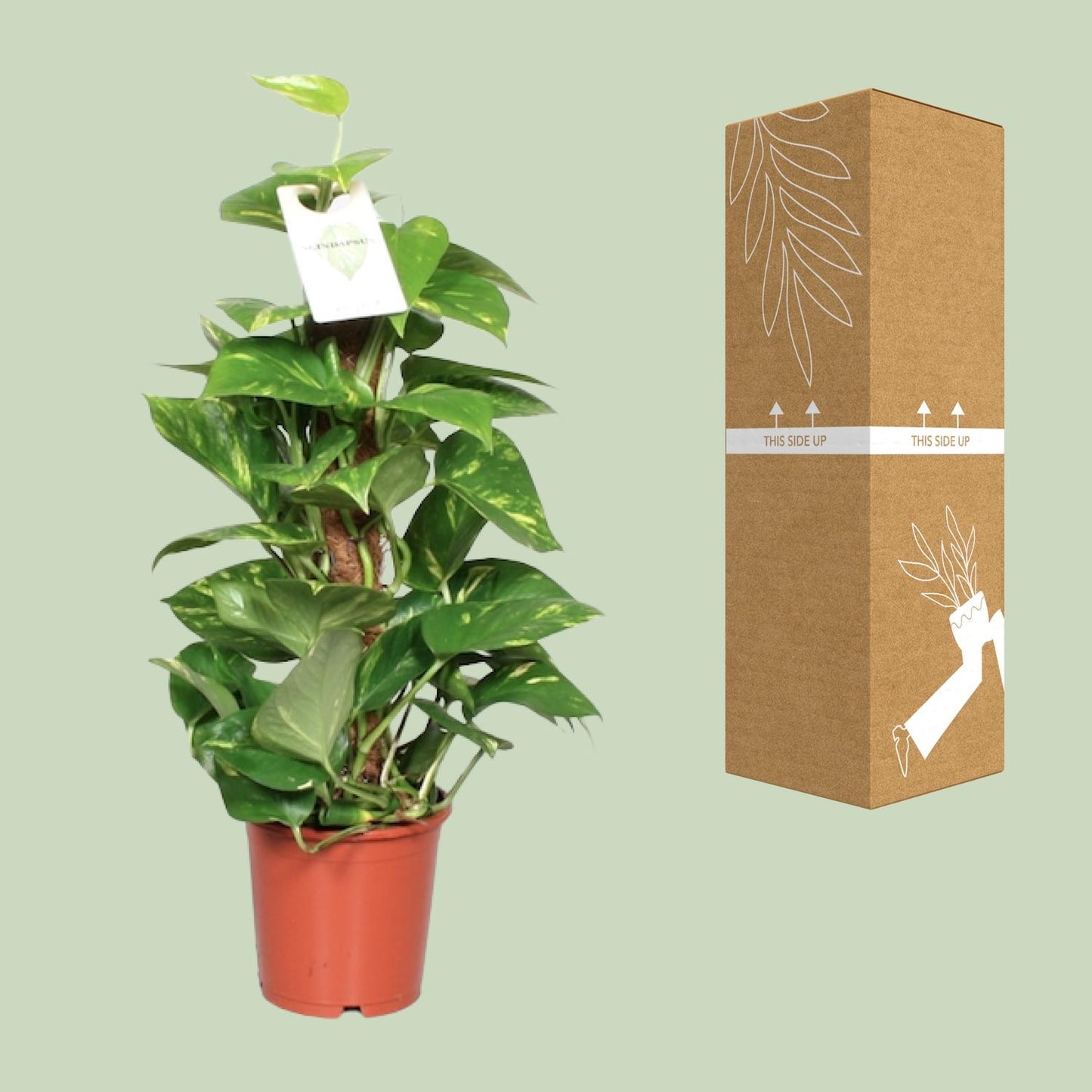 Epipremnum Pinnatum Mosstok – Goldene Efeutute 60 cm