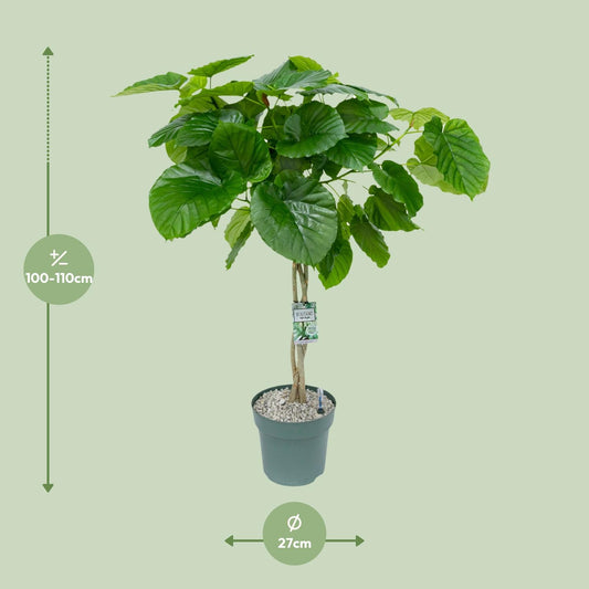 Ficus Umbellata Gevlochten – Ø27cm Topf, ca. 120cm hoch