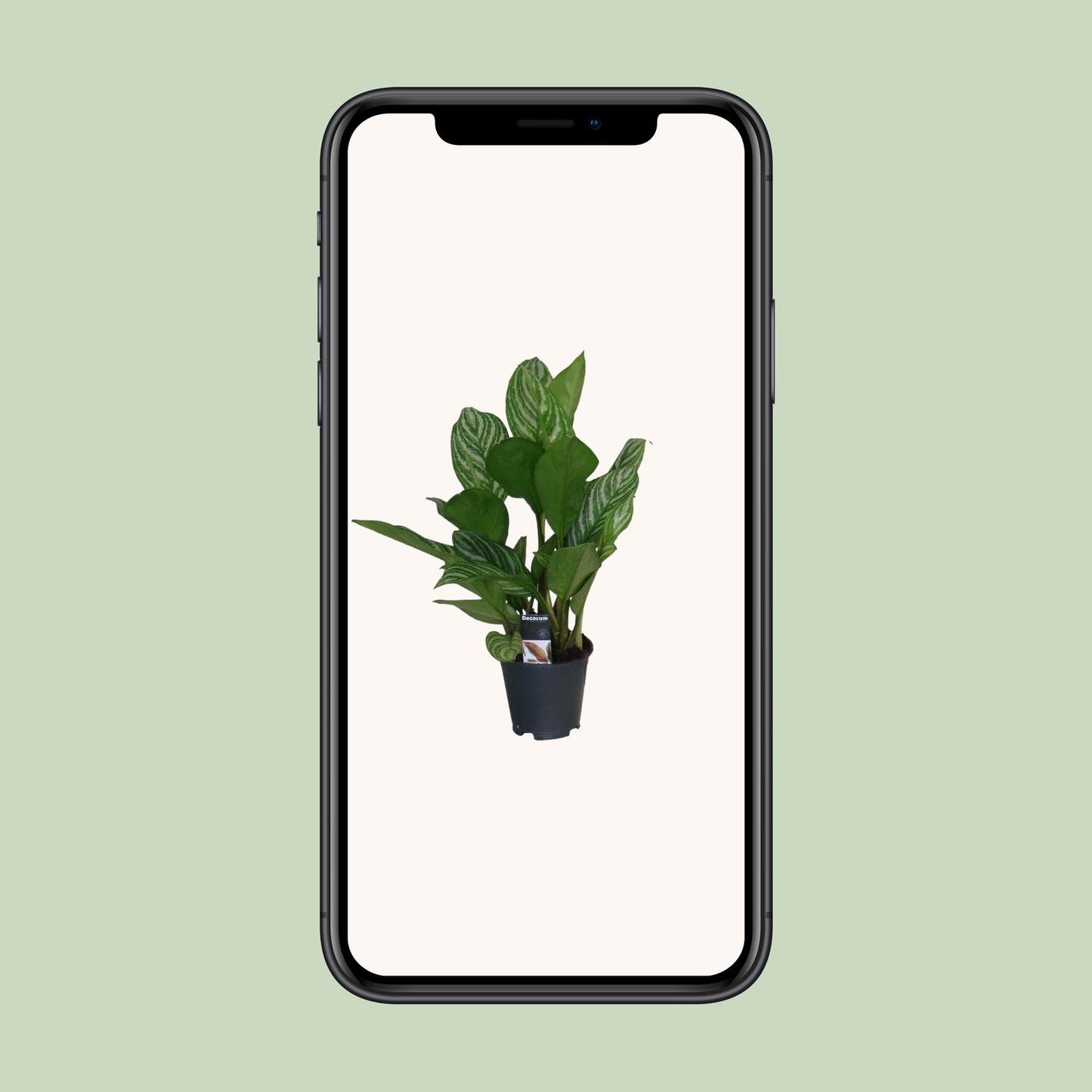 Aglaonema Stripes – Pflegeleichte Zimmerpflanze Ø17 cm
