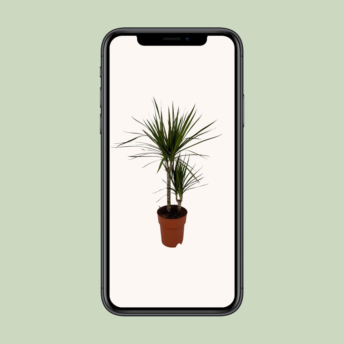 Dracaena Marginata Bicolor – Pflegeleichter Drachenbaum Ø19cm