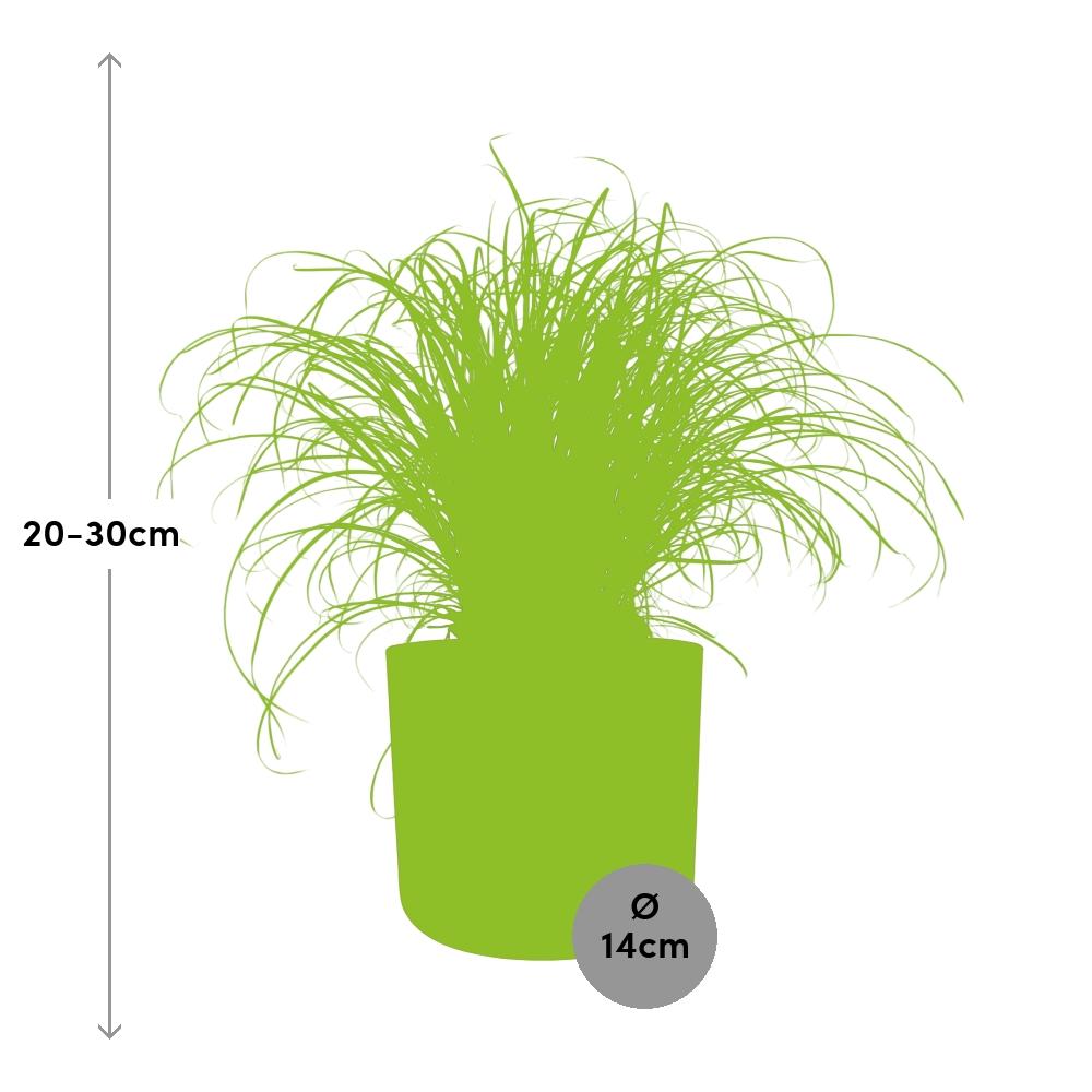 Cyperus Alternifolius – Pflegeleichtes Schirmgras im ELHO b.for soft Topf