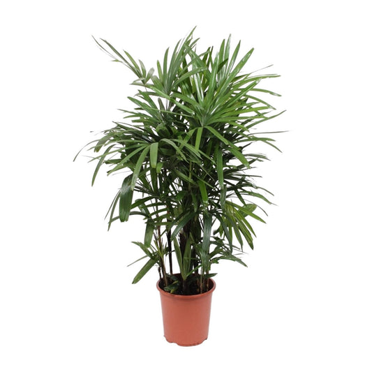Rhapis Excelsa – Steckenpalme Ø27cm, 120cm hoch