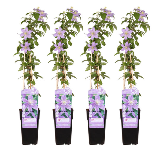 4x Clematis Justa – Große blühende Kletterpflanze Ø15cm