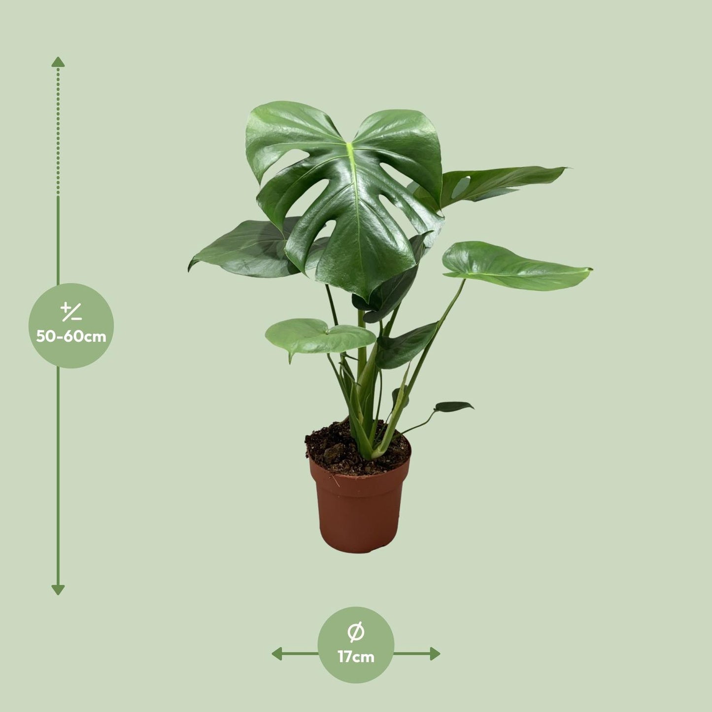 Monstera Deliciosa Bush – Stilvolle & Pflegeleichte Zimmerpflanze