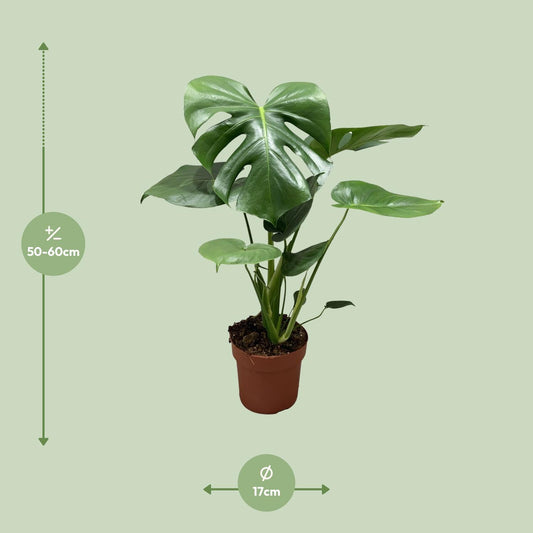 Monstera Deliciosa Bush – Stilvolle & Pflegeleichte Zimmerpflanze