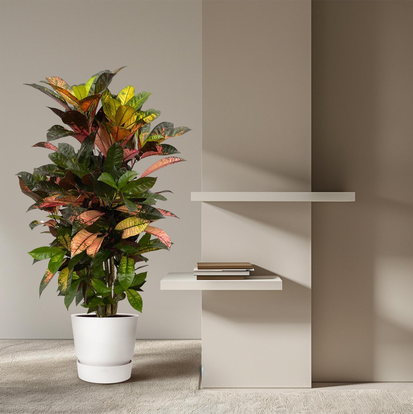 Codiaeum Iceton vertakt – Farbenfroher Croton 120 cm