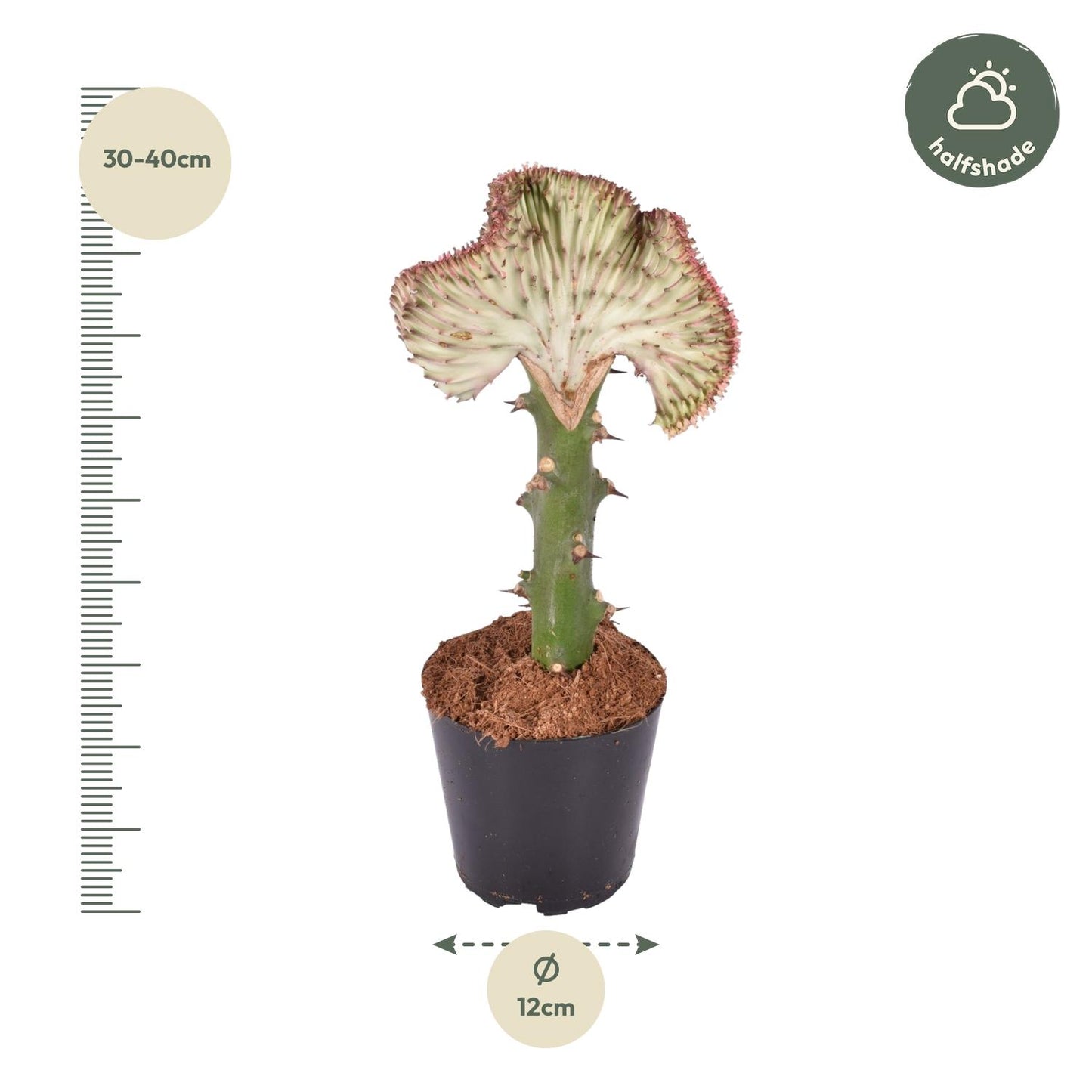 Euphorbia lactea Cristata Korallen-Kaktus 35 cm