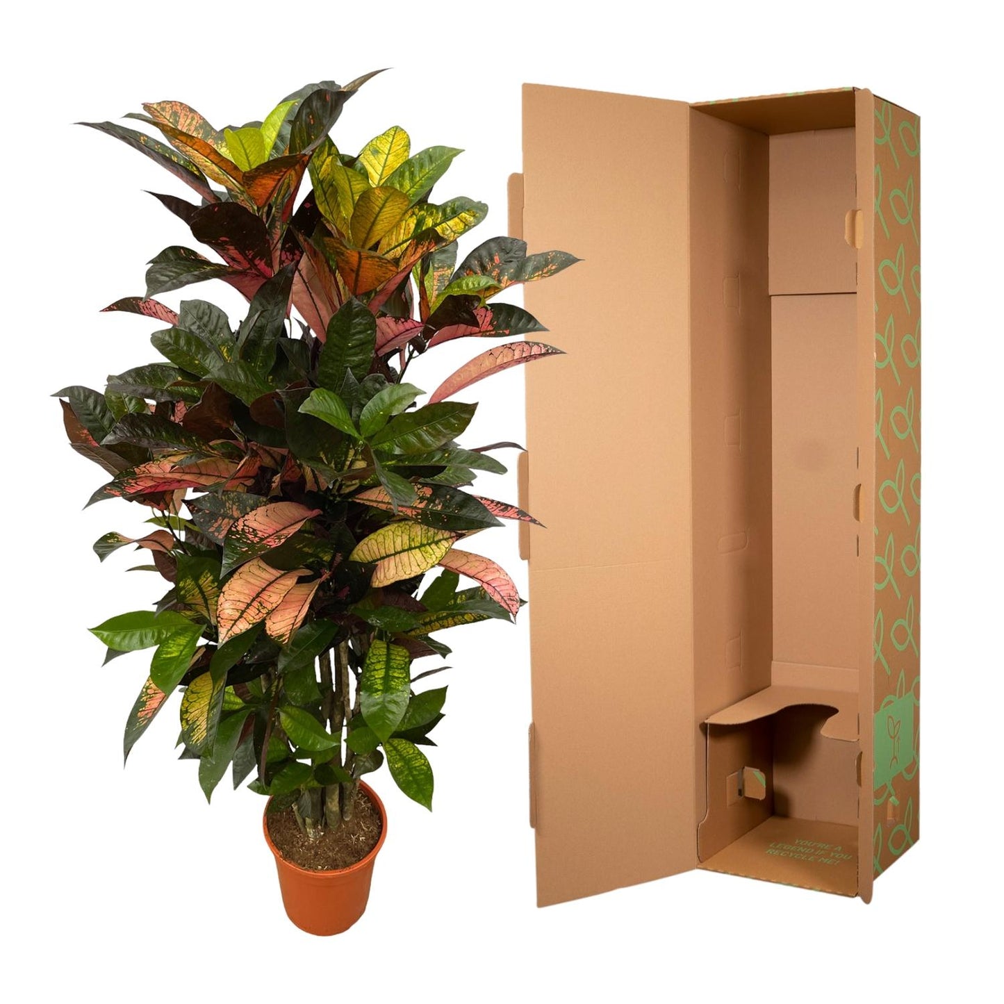 Codiaeum Iceton vertakt – Farbenfroher Croton 120 cm