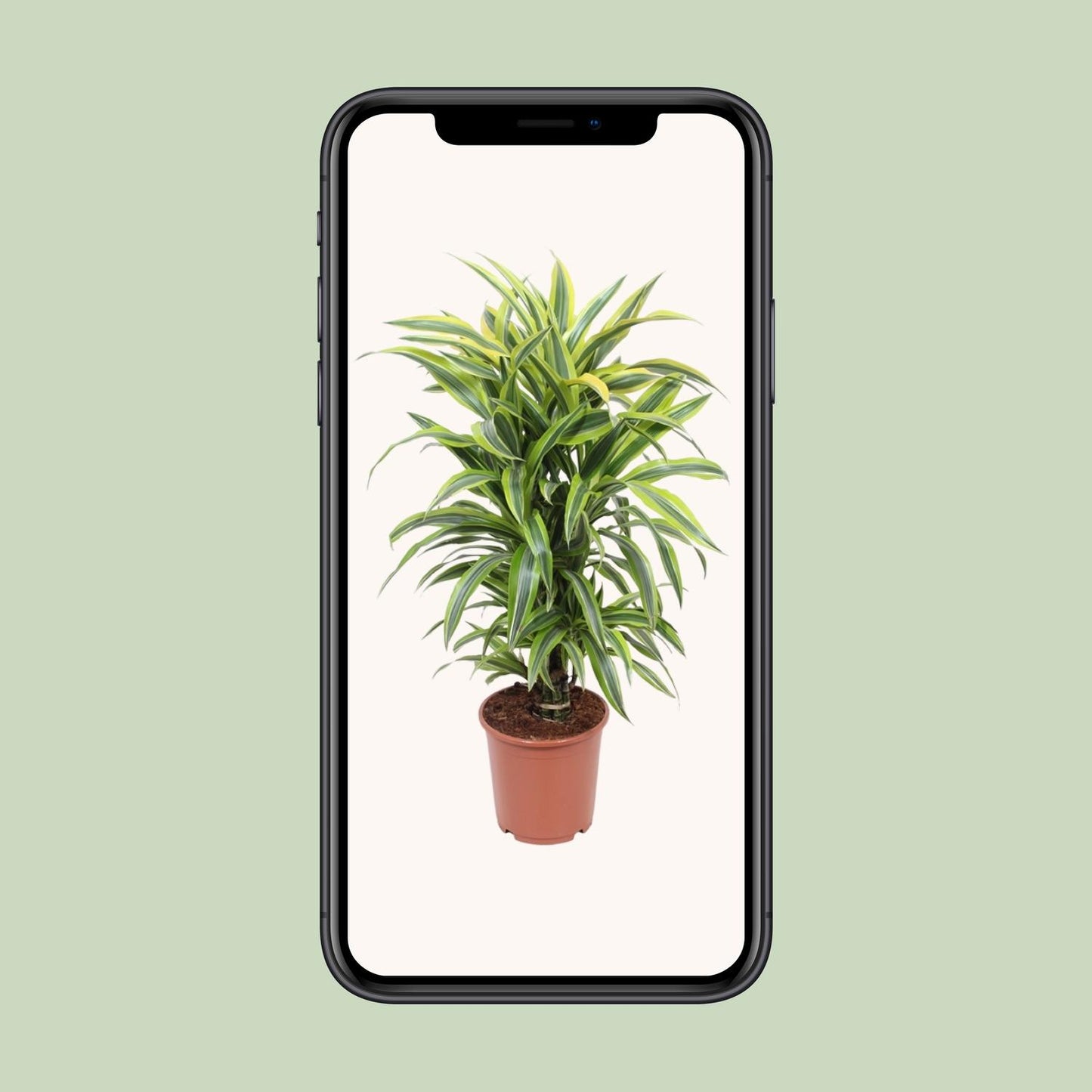 Dracaena Fragrans Deremensis Lemon Lime – Ø24cm, 100cm hoch