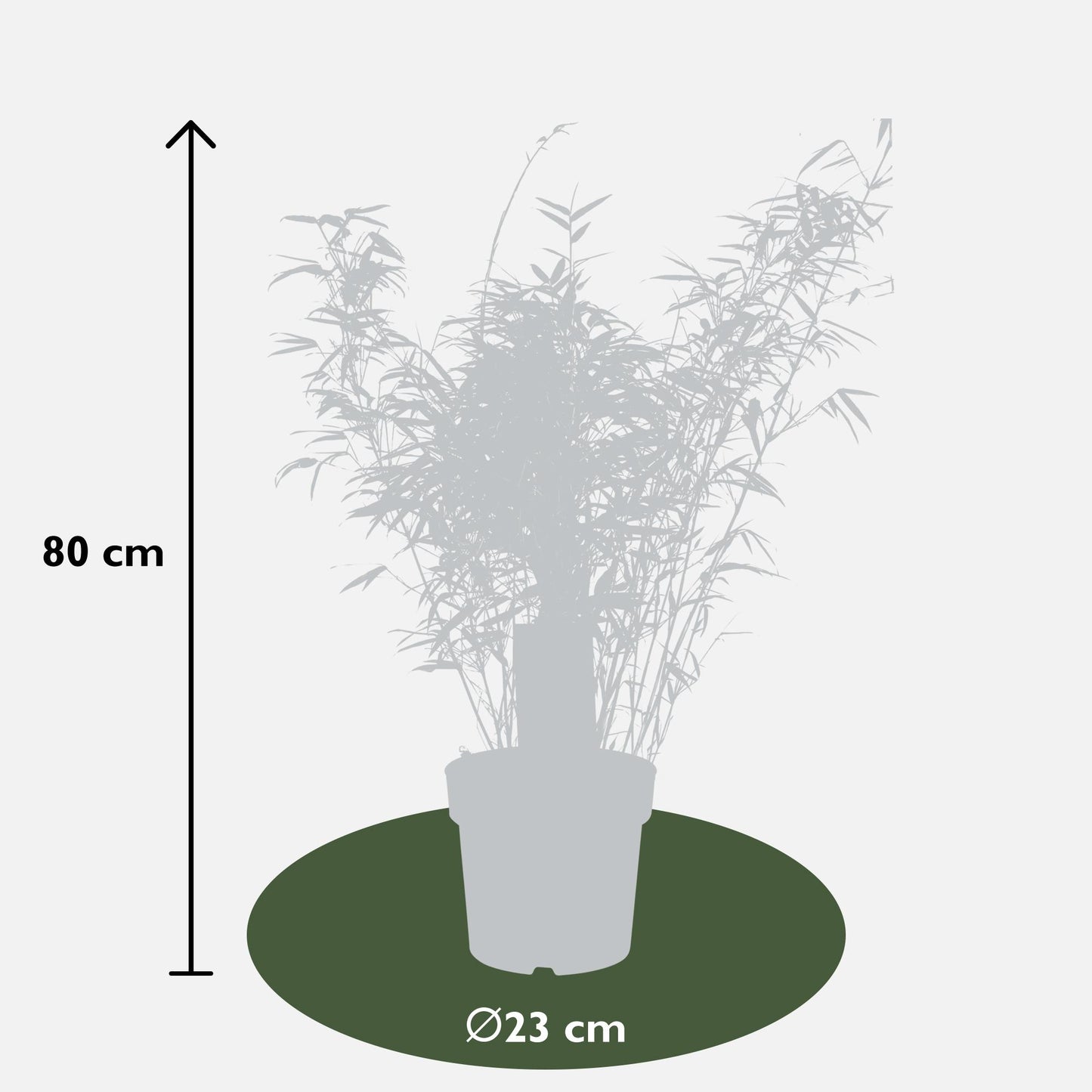 2x Fargesia rufa Bambus Ø23cm, 80cm hoch – kompakt & pflegeleicht