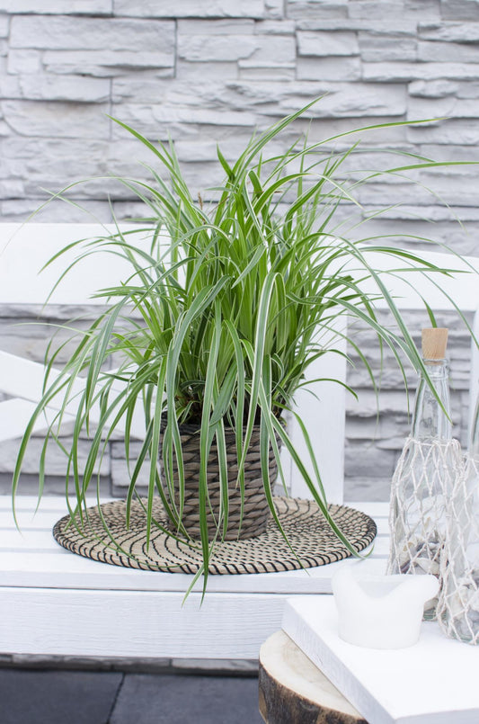 3x Carex morrowii 'Ice Dance' – Immergrünes Ziergras Ø14cm