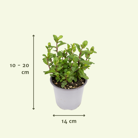 Pflegeleichte Gartenkräuter Mischung im 14 cm Topf