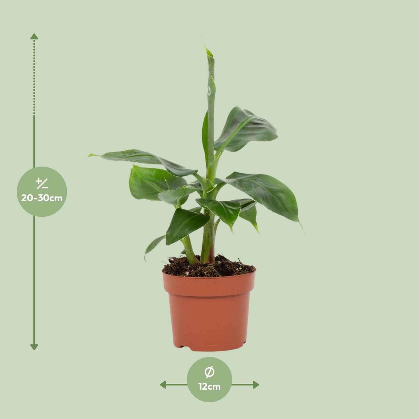 Musa Tropicana Zimmer-Bananenbaum Ø12cm, 27cm hoch