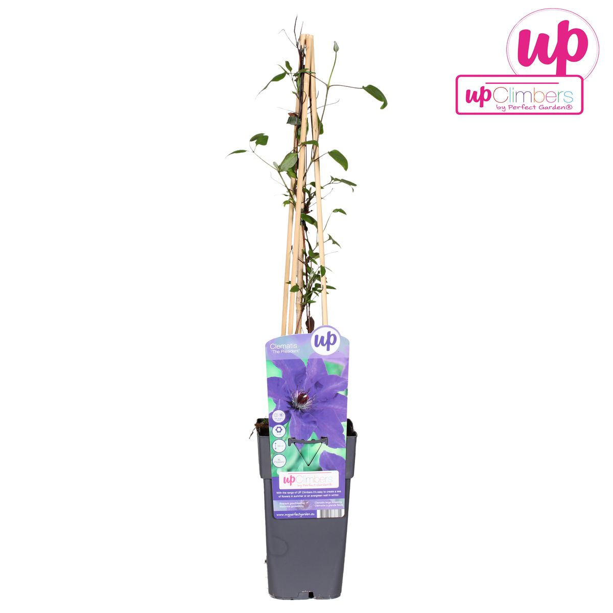 Clematis The President – Anmutige Kletterpflanze Ø15cm