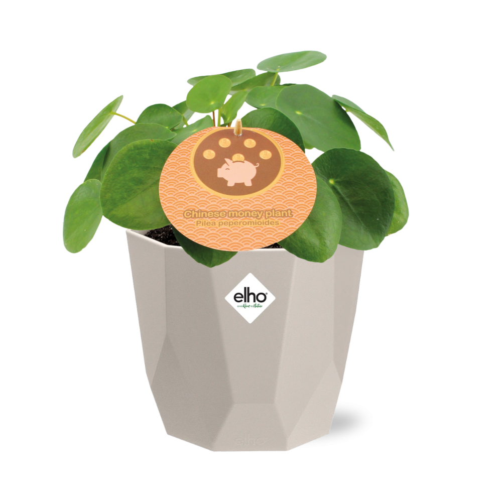 Pilea Peperomioides 12 cm in ELHO b.for rock Topf warm grey