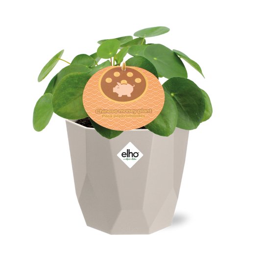 Pilea Peperomioides 12 cm in ELHO b.for rock Topf warm grey