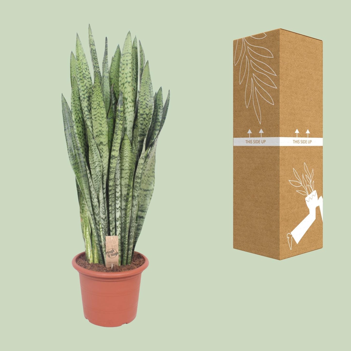 Sansevieria Zeylanica – Pflegeleichte Schwiegermutterzunge Ø30cm