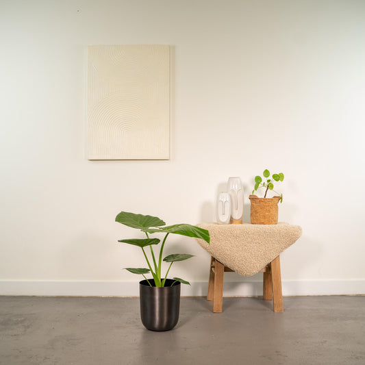 Alocasia Macrorrhiza Elefantenohr Ø19cm, ca. 70cm hoch mit Mayk Lead Topf