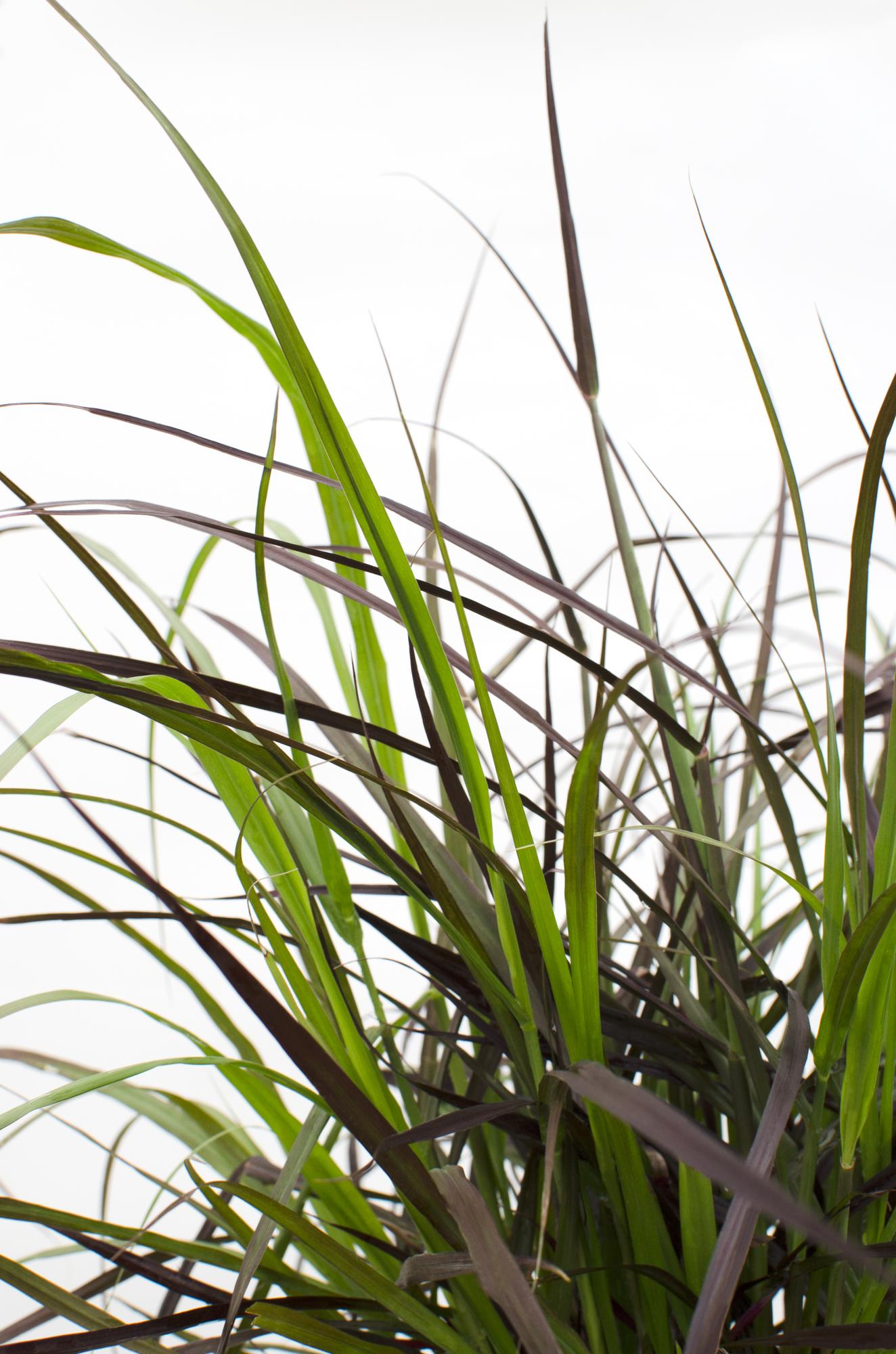 Pennisetum x advena 'Summer Samba' – Ziergras Ø19cm Topf