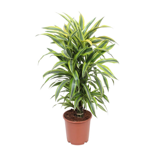 Dracaena Fragrans Deremensis Lemon Lime – Ø24cm, 100cm hoch