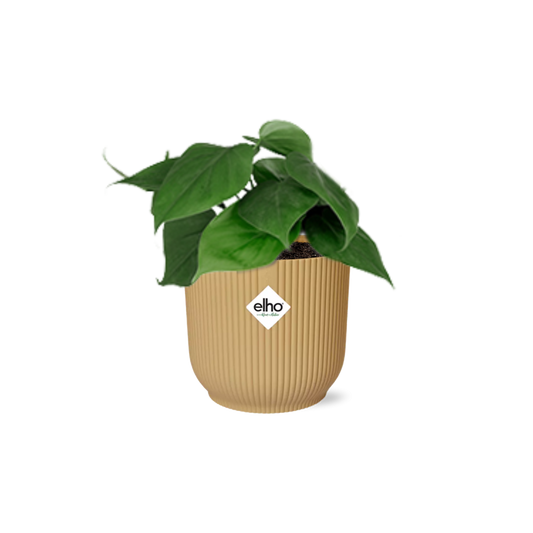 Philodendron Scandens im ELHO Vibes Fold Topf 14cm Gelb