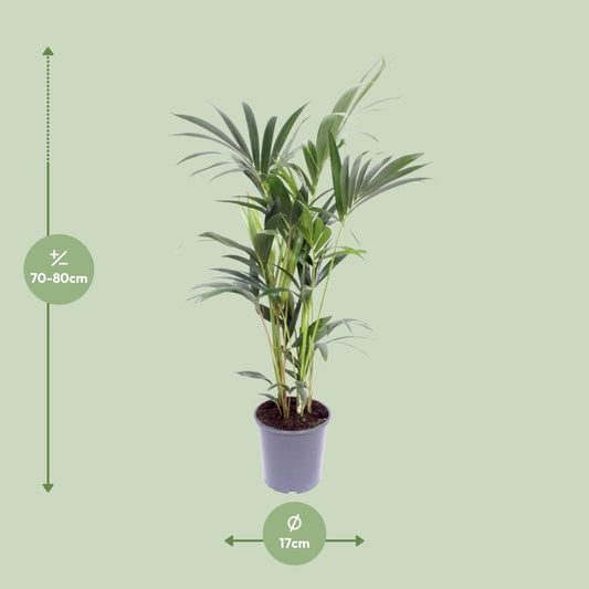 Howea Forsteriana (Kentia-Palme) Ø17cm, 75cm hoch