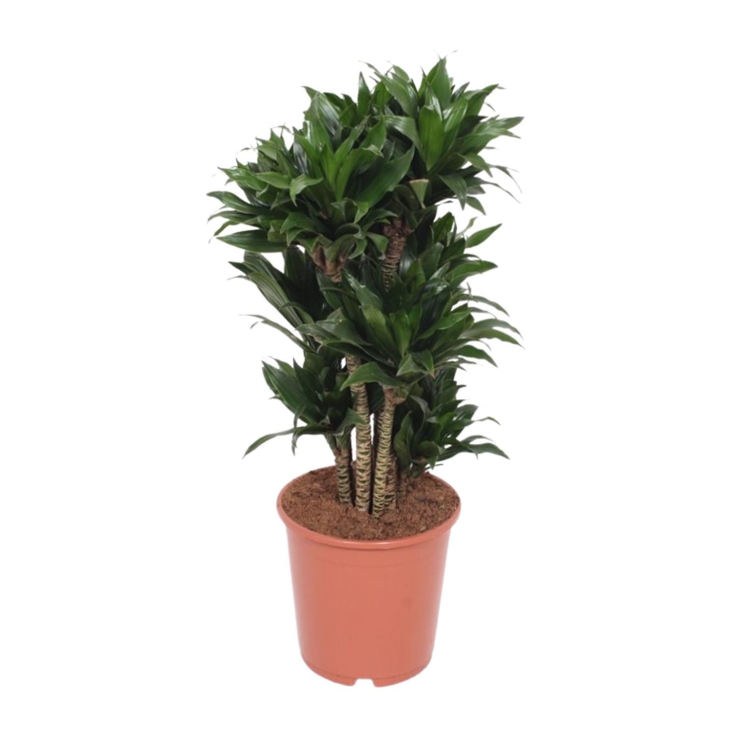 Dracaena Compacta – Drachenbaum Ø24cm, ca. 80cm hoch