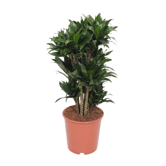 Dracaena Compacta – Drachenbaum Ø24cm, ca. 80cm hoch