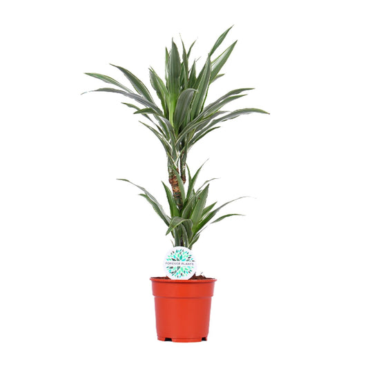 Dracaena Warneckei – pflegeleichter Drachenbaum Ø17cm, 65cm hoch