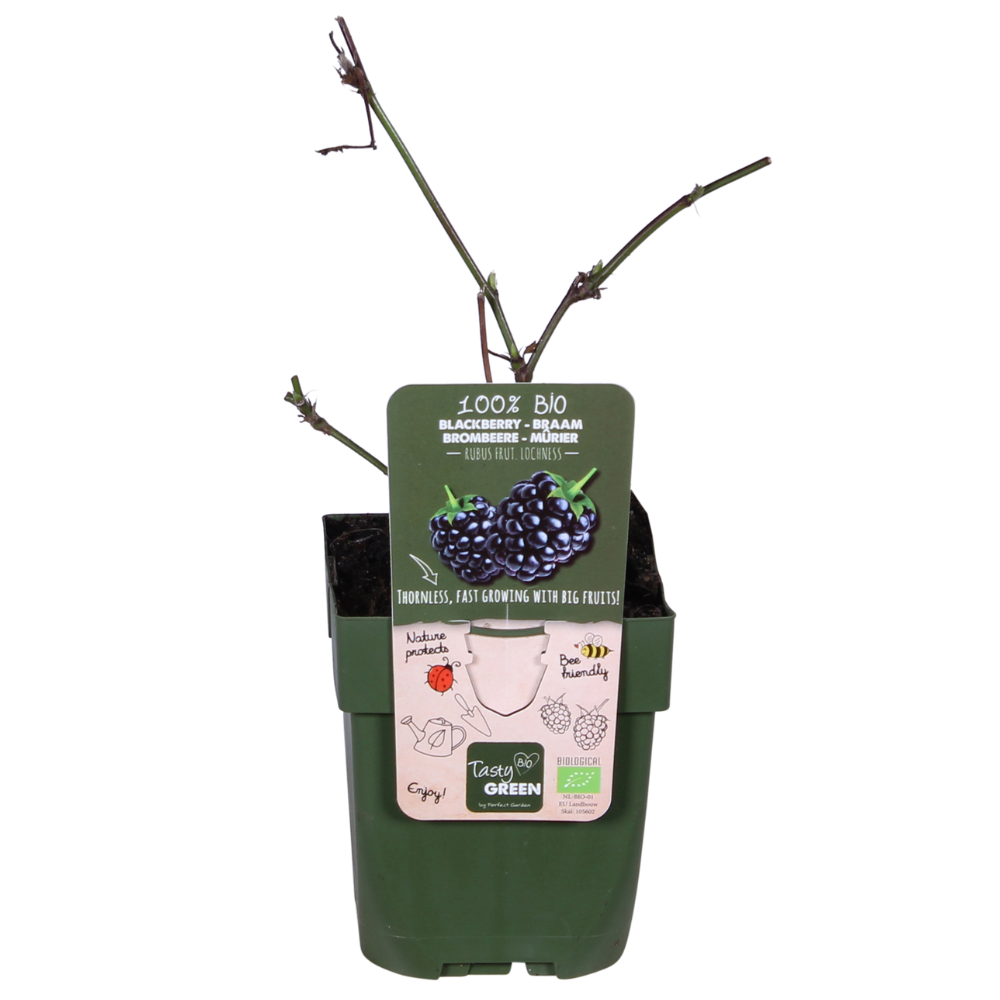 Rubus Lochness Brombeerstrauch Ø13cm, ca. 45cm hoch