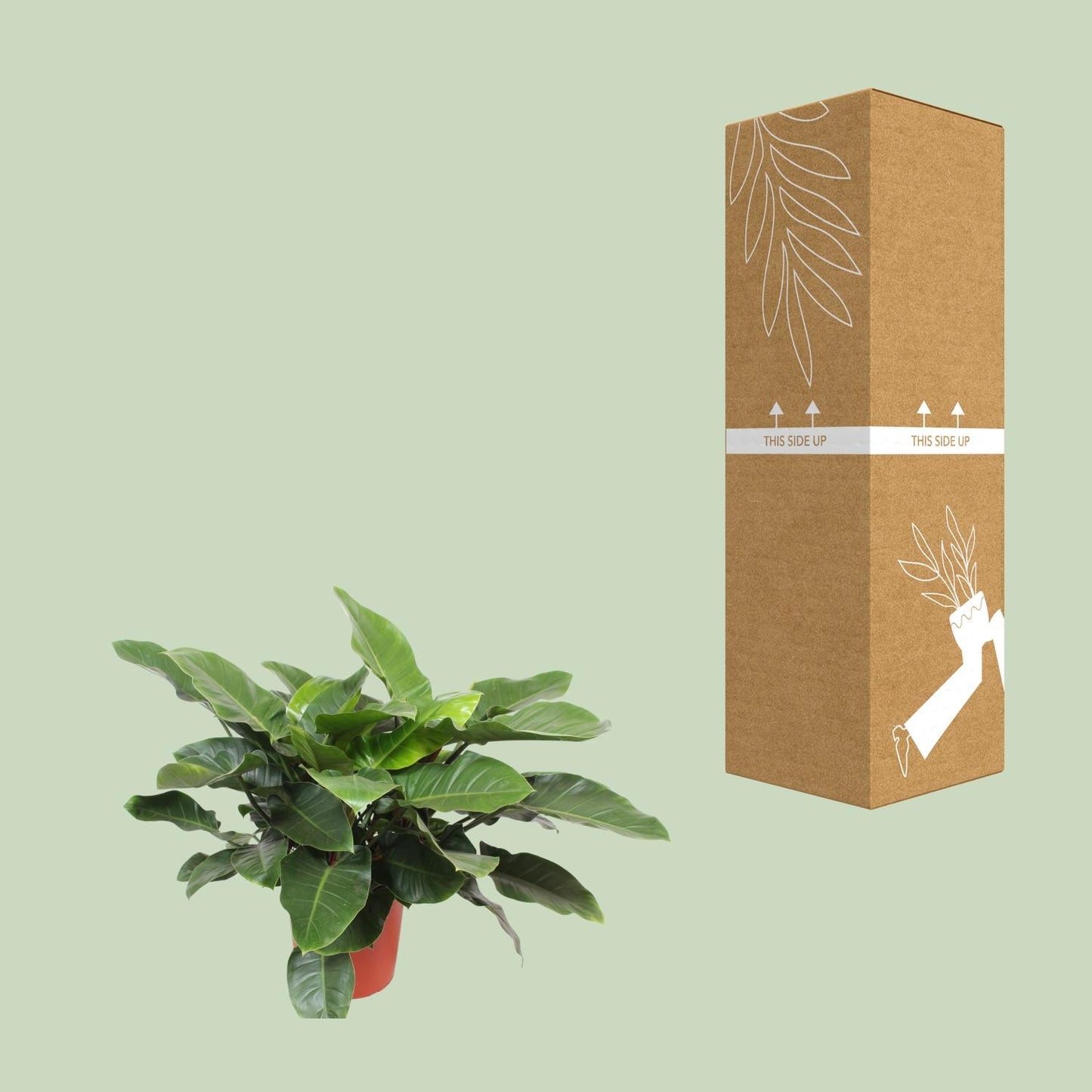 Philodendron Imperial Green – Elegante, pflegeleichte Zimmerpflanze Ø34cm