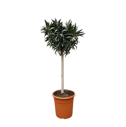 Nerium Oleander op Stam mit rosa Blüte – 200 cm, Ø 35 cm