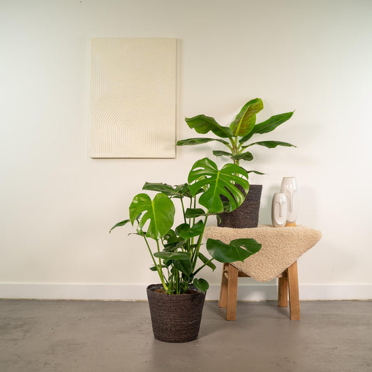 Monstera Deliciosa & Musa Dwarf Cavendish im Korb Ø21cm