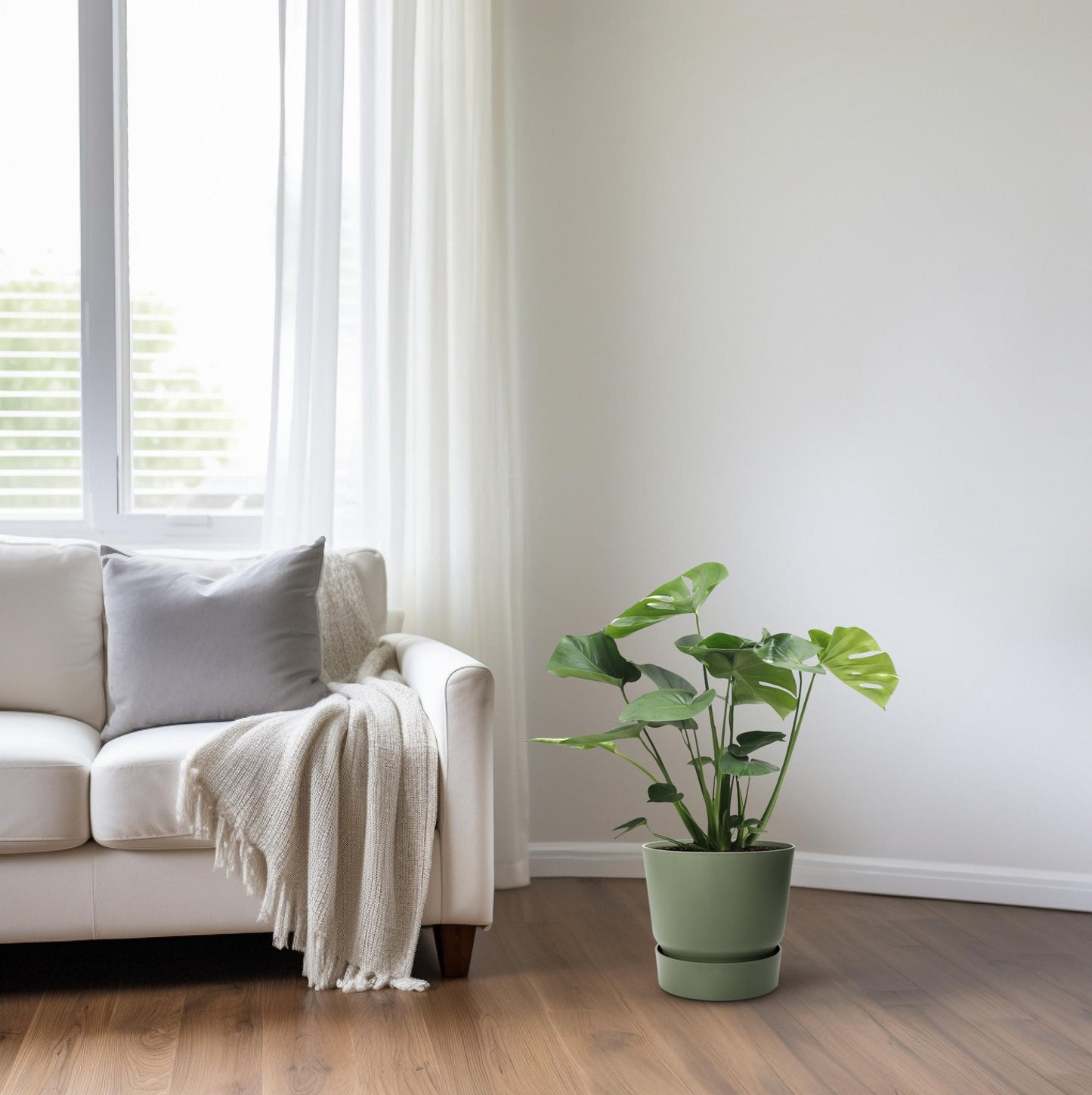 Monstera Deliciosa Tauerii – Pflegeleichte Fensterblatt-Pflanze