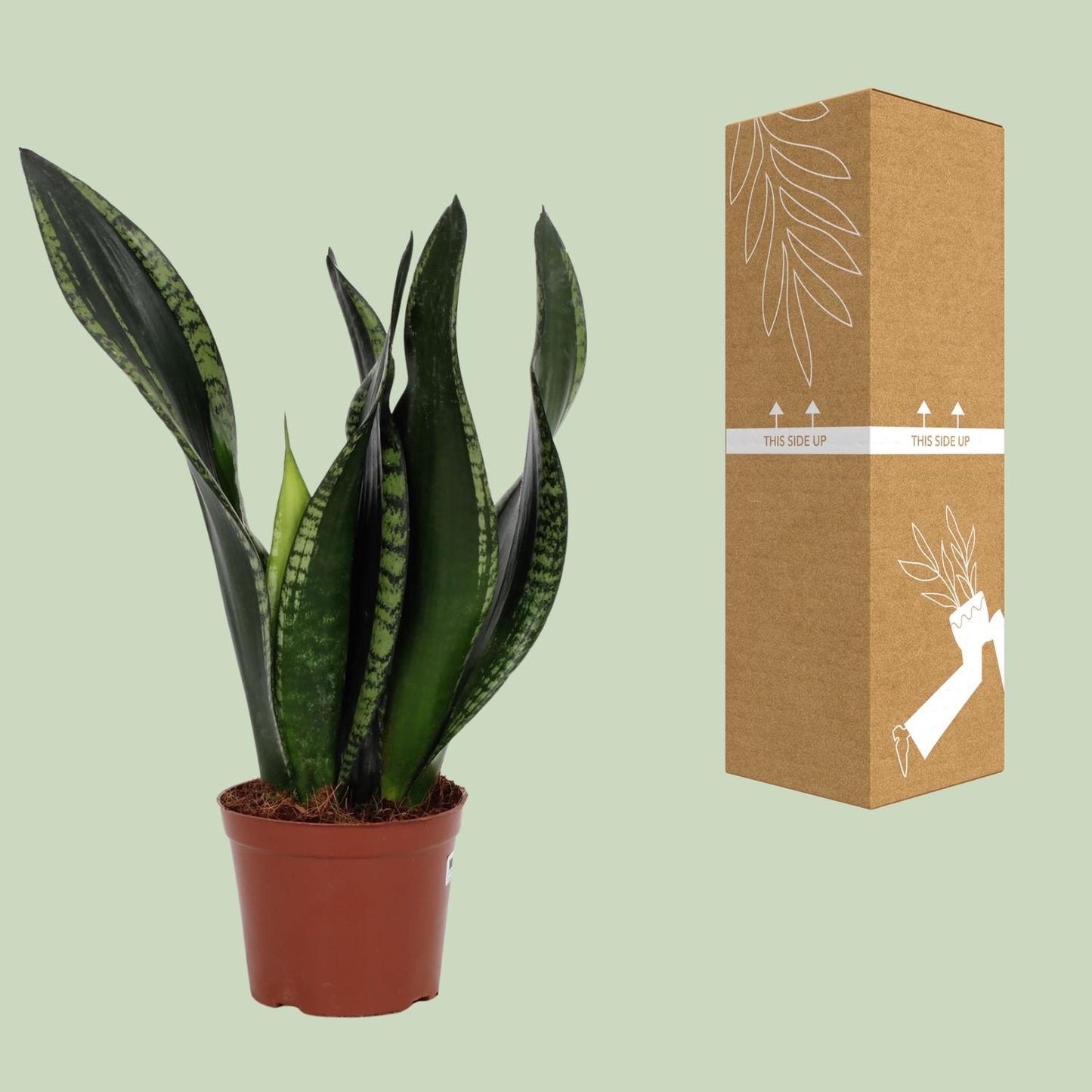 Sansevieria Whitney – Pflegeleichte Schwiegermutterzunge Ø12cm