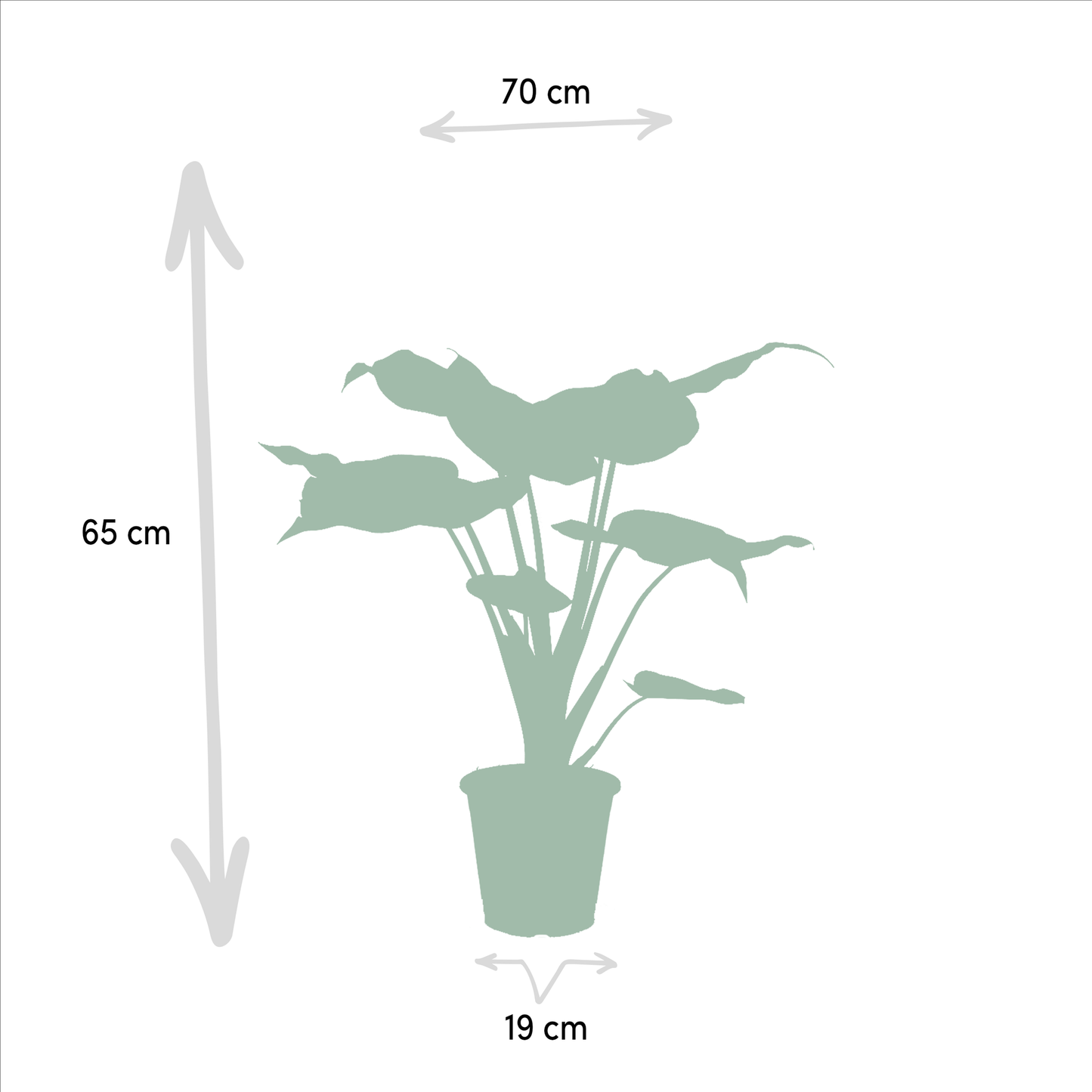 Alocasia Cucullata & Alocasia Wentii Set Ø19cm, ca. 60cm